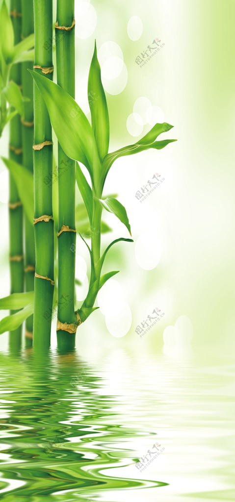 水中绿竹