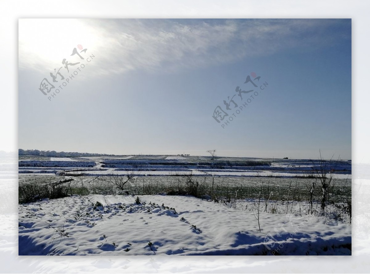 雪地麦地冬小麦麦田雪后