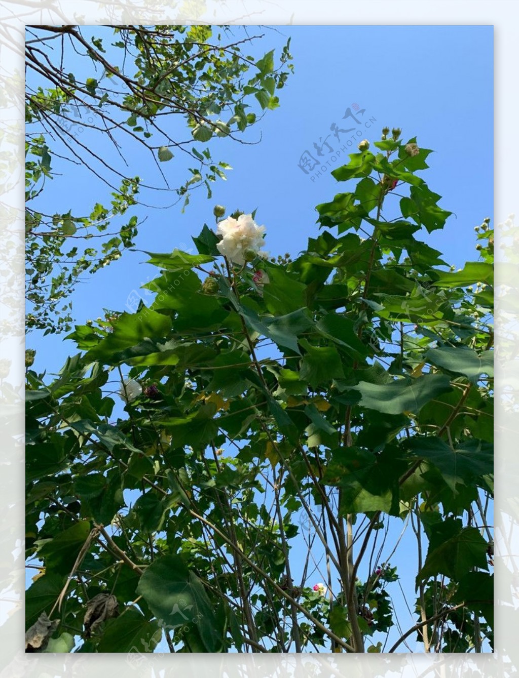 美丽芙蓉花