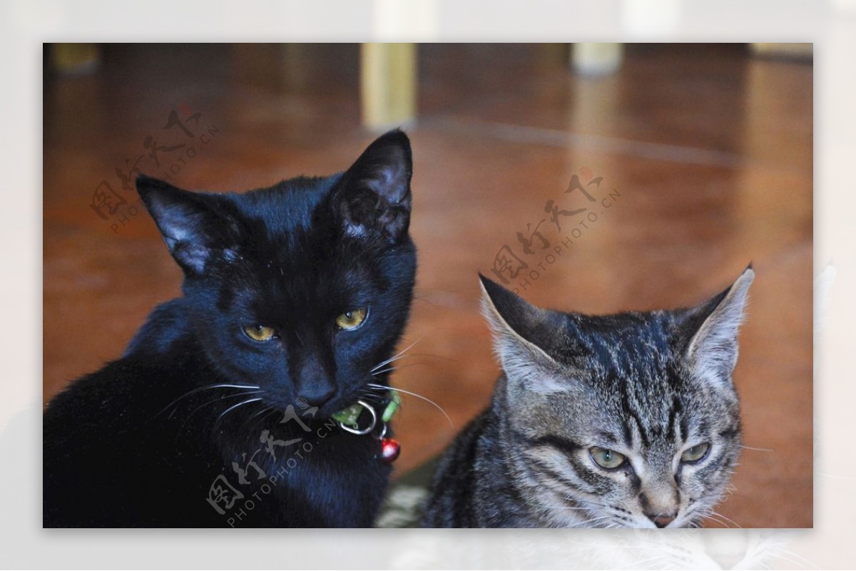 猫宠物黑色条纹可爱