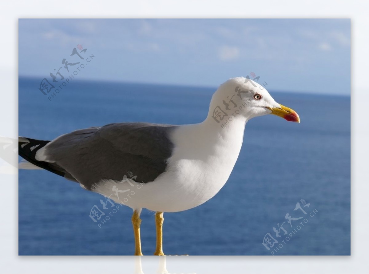 马德拉丰沙尔海鸥海岸鸟