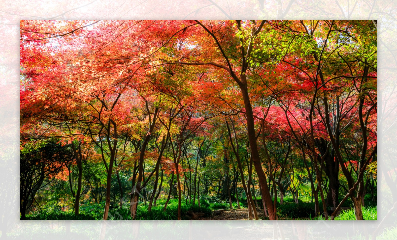枫叶枫树枫林深秋图片背景