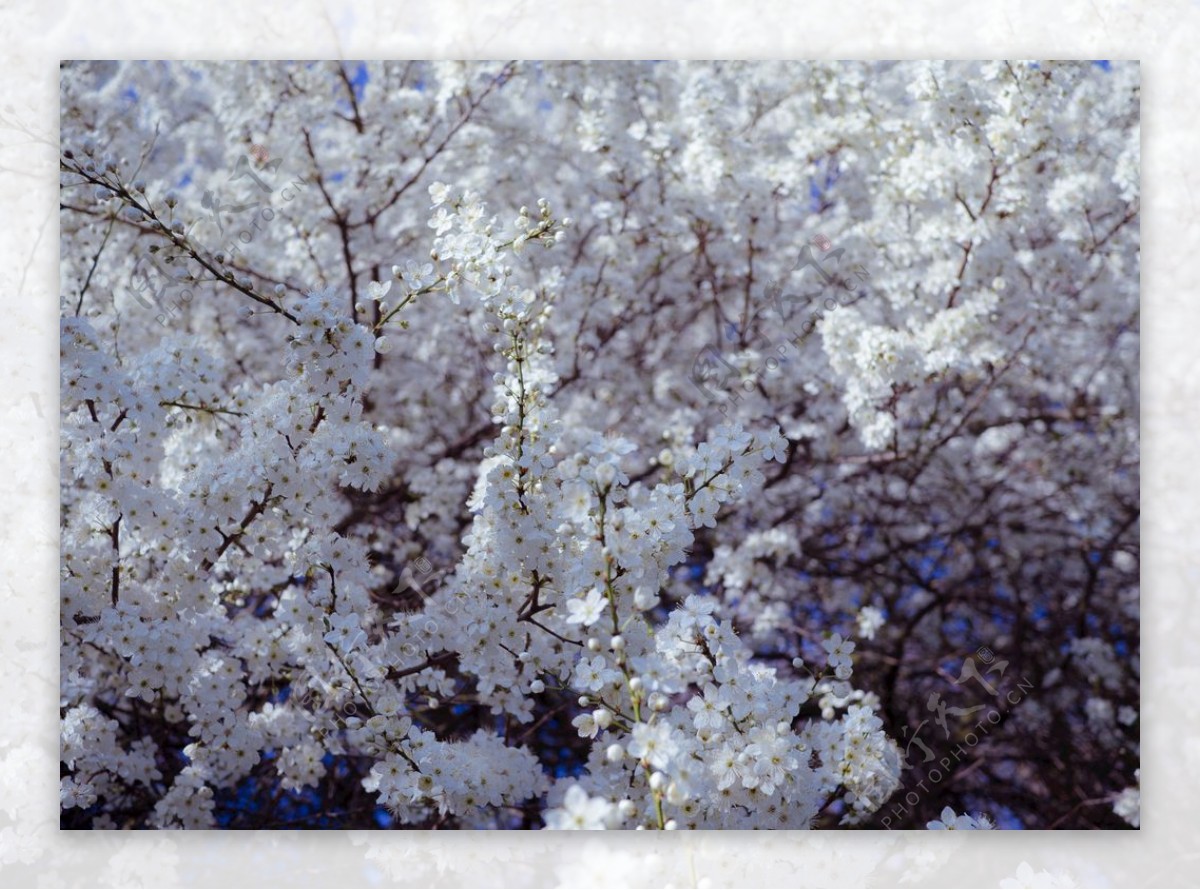鲜花春天白满树白花