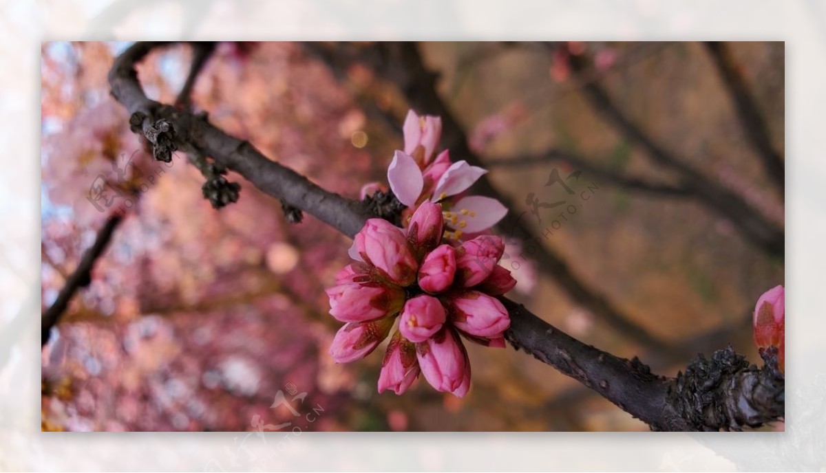 梅花桃花花壁纸桌面樱