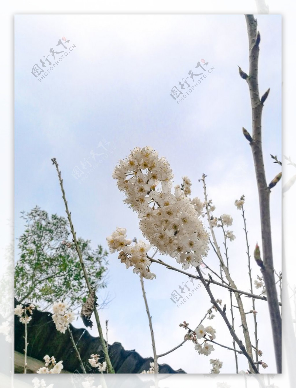 花朵白色植物天空