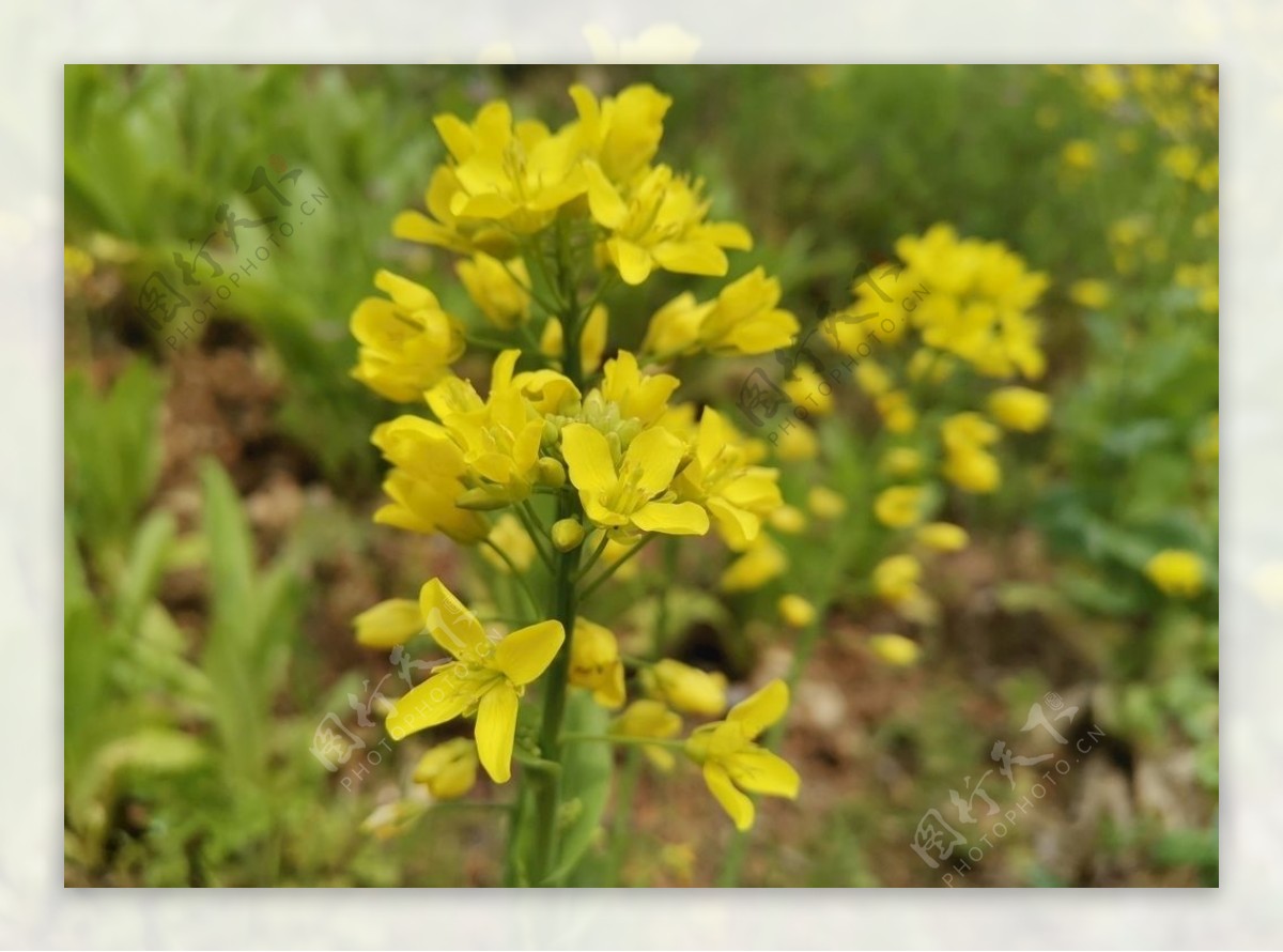 油菜花素材