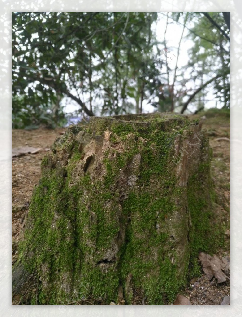树桩和苔藓
