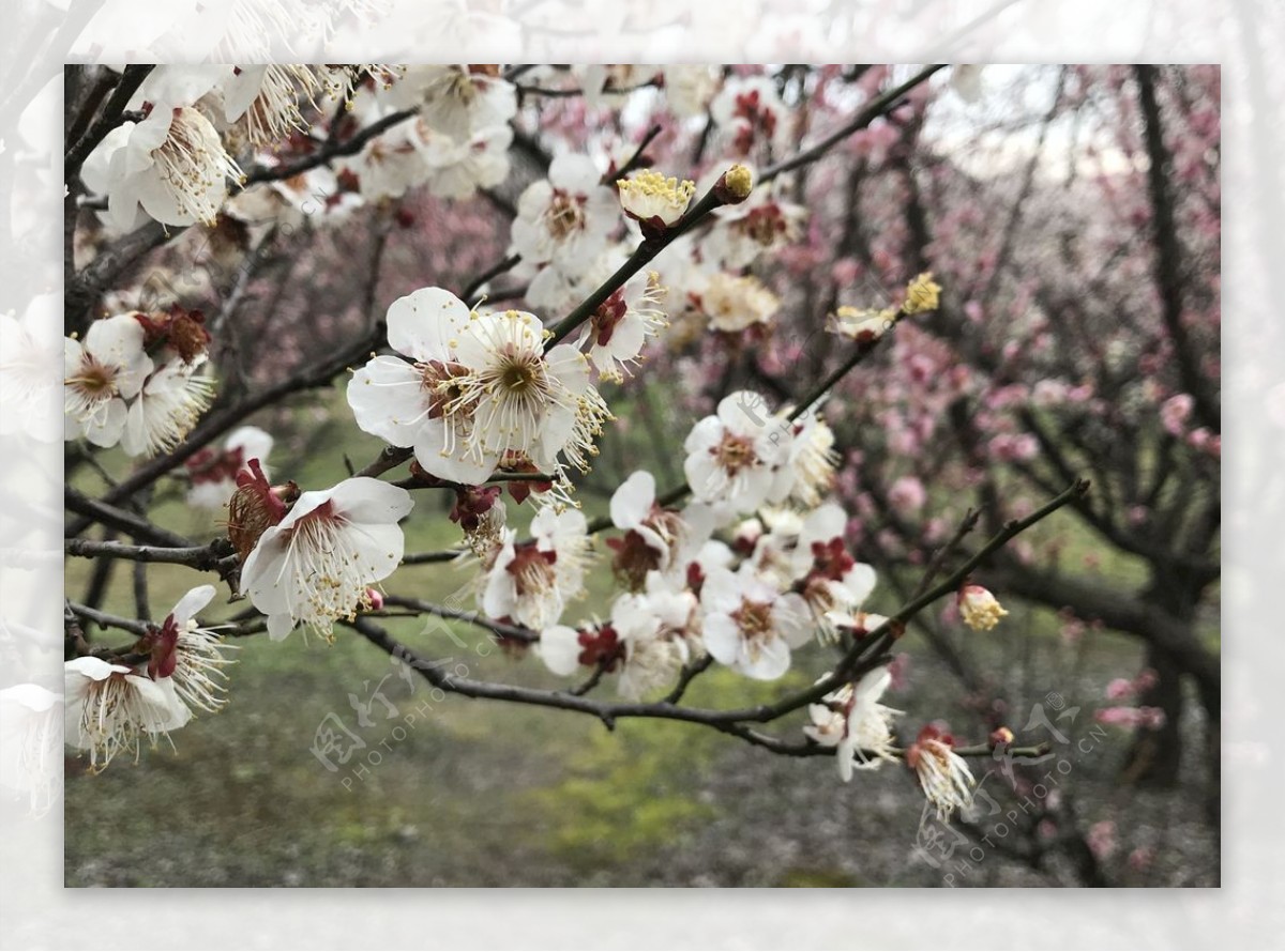 鲜花白