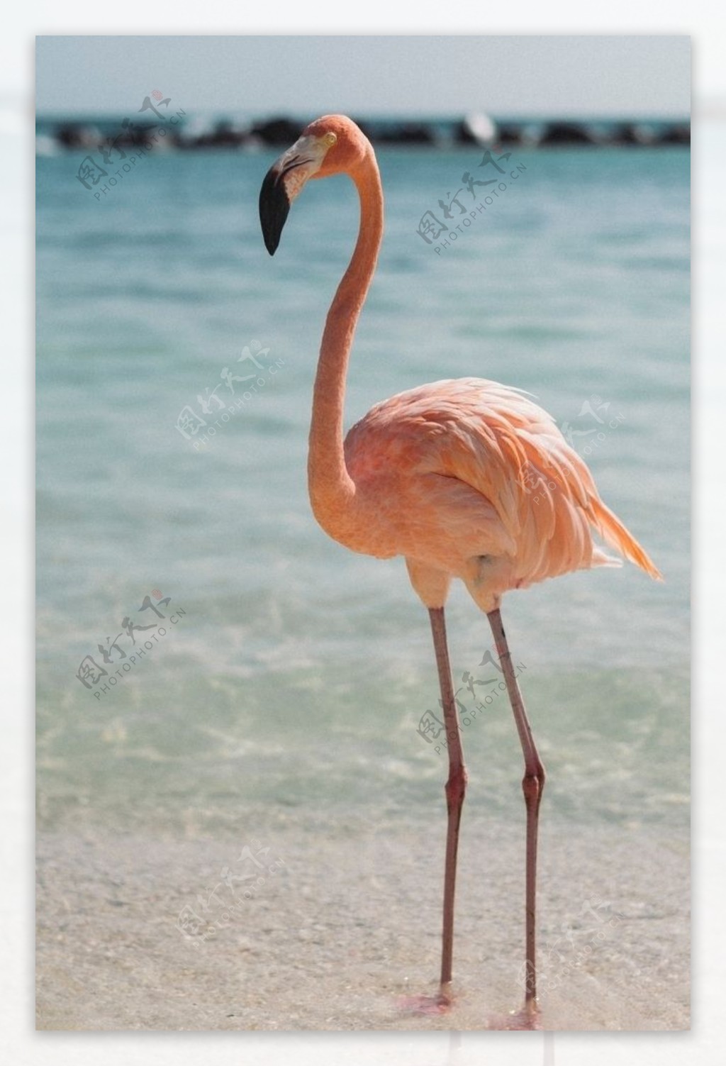 湖边站立的粉红色火烈鸟
