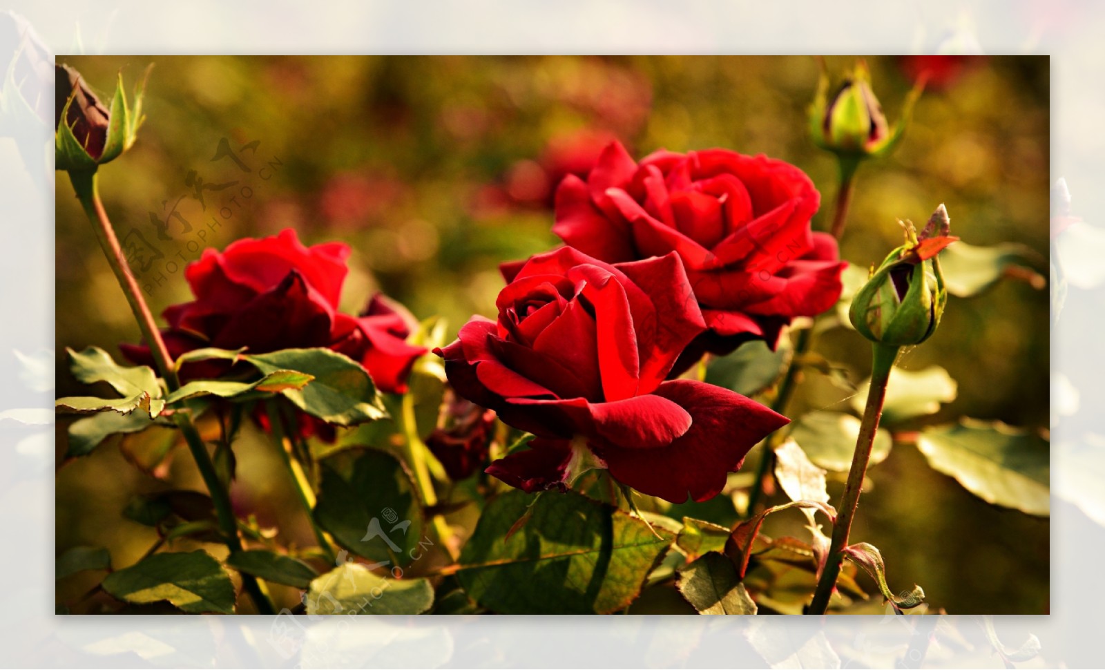 红色花朵玫瑰植物背景