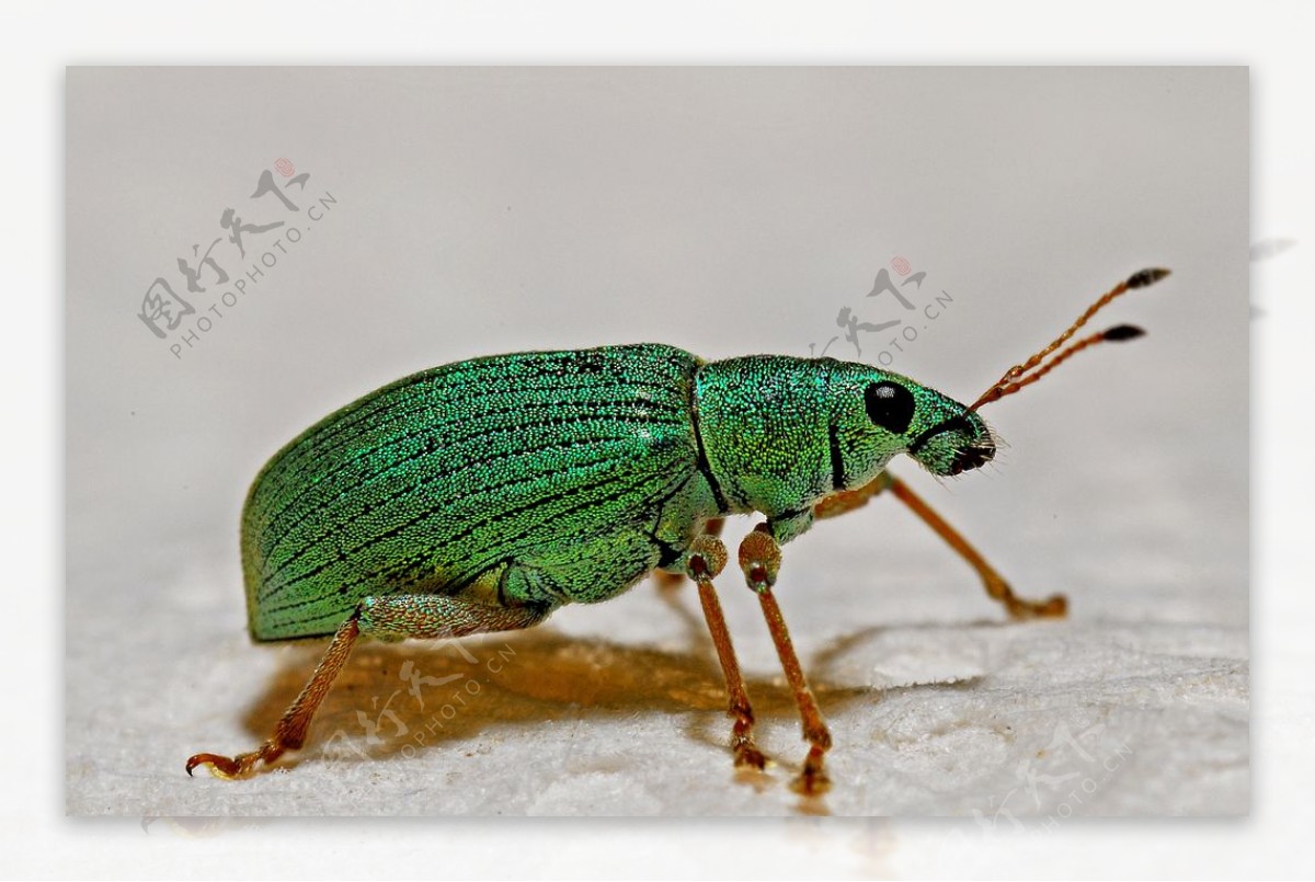 绿色昆虫象鼻虫