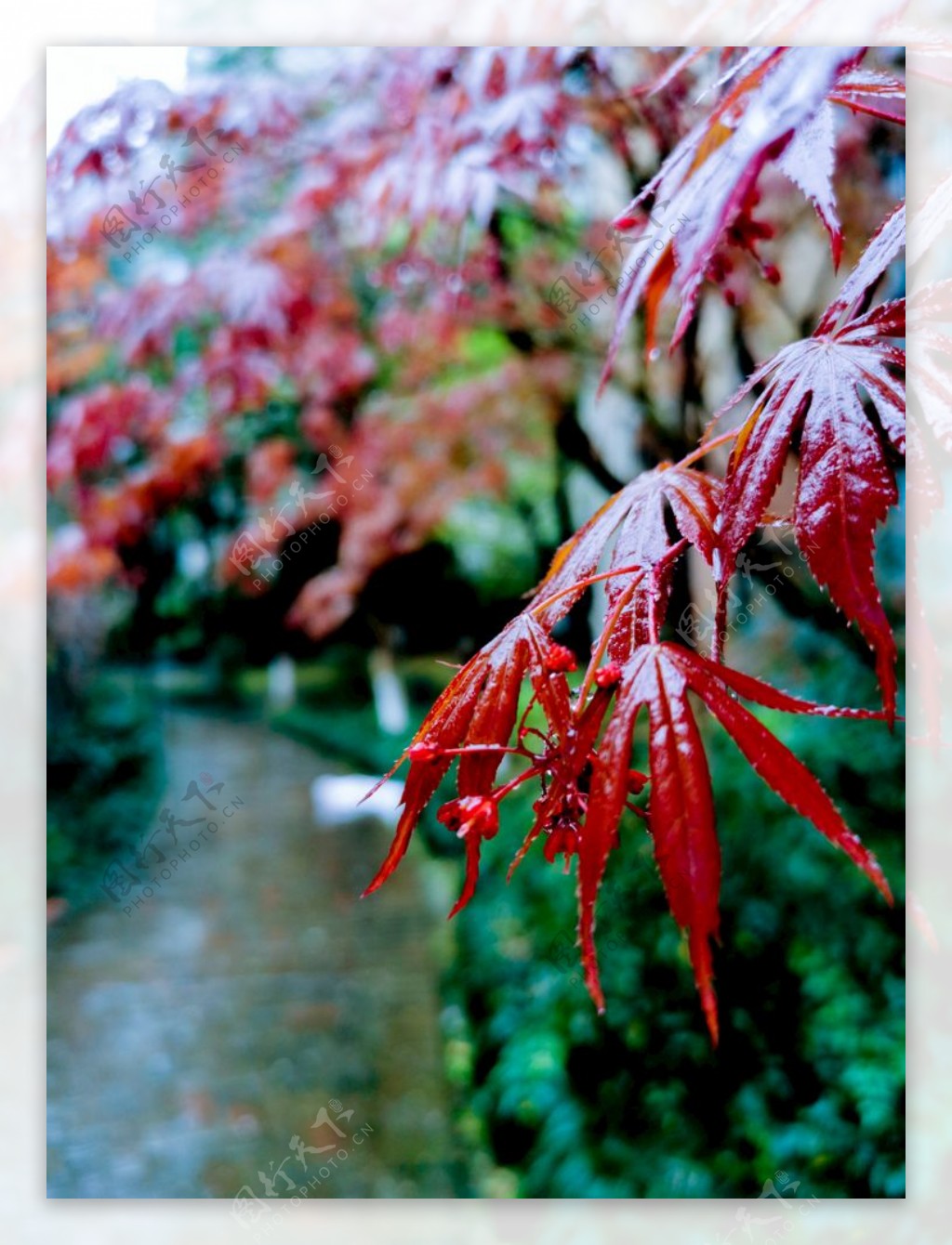 雨中的红枫
