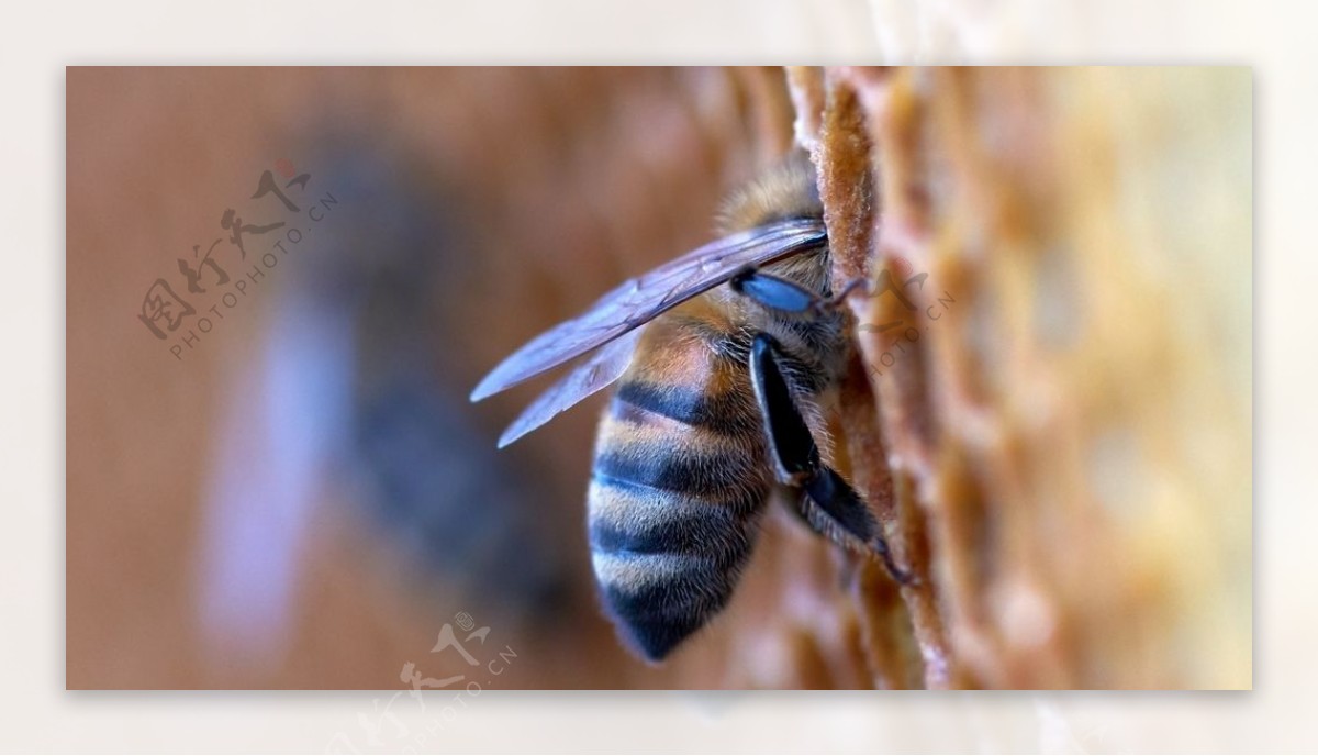 蜂巢蜜蜂昆虫动物背景