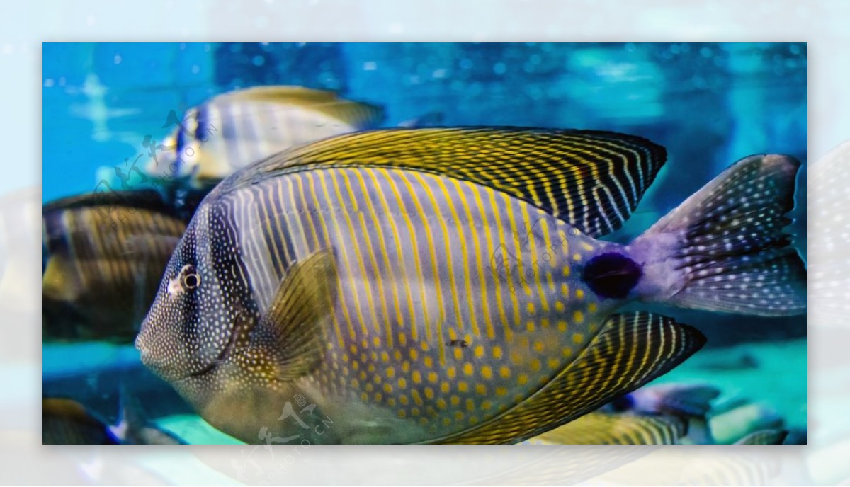 热带鱼观赏鱼海洋水族生物