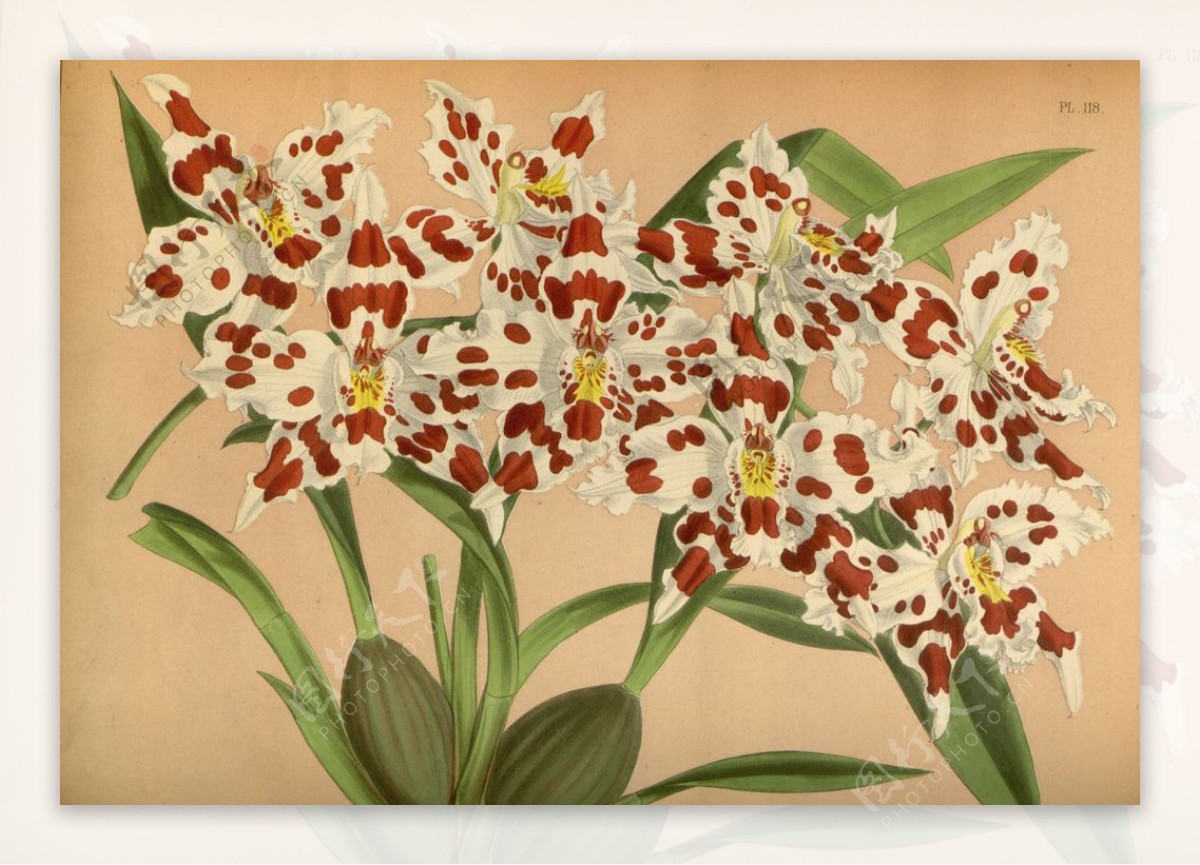 白红花植物插画素材