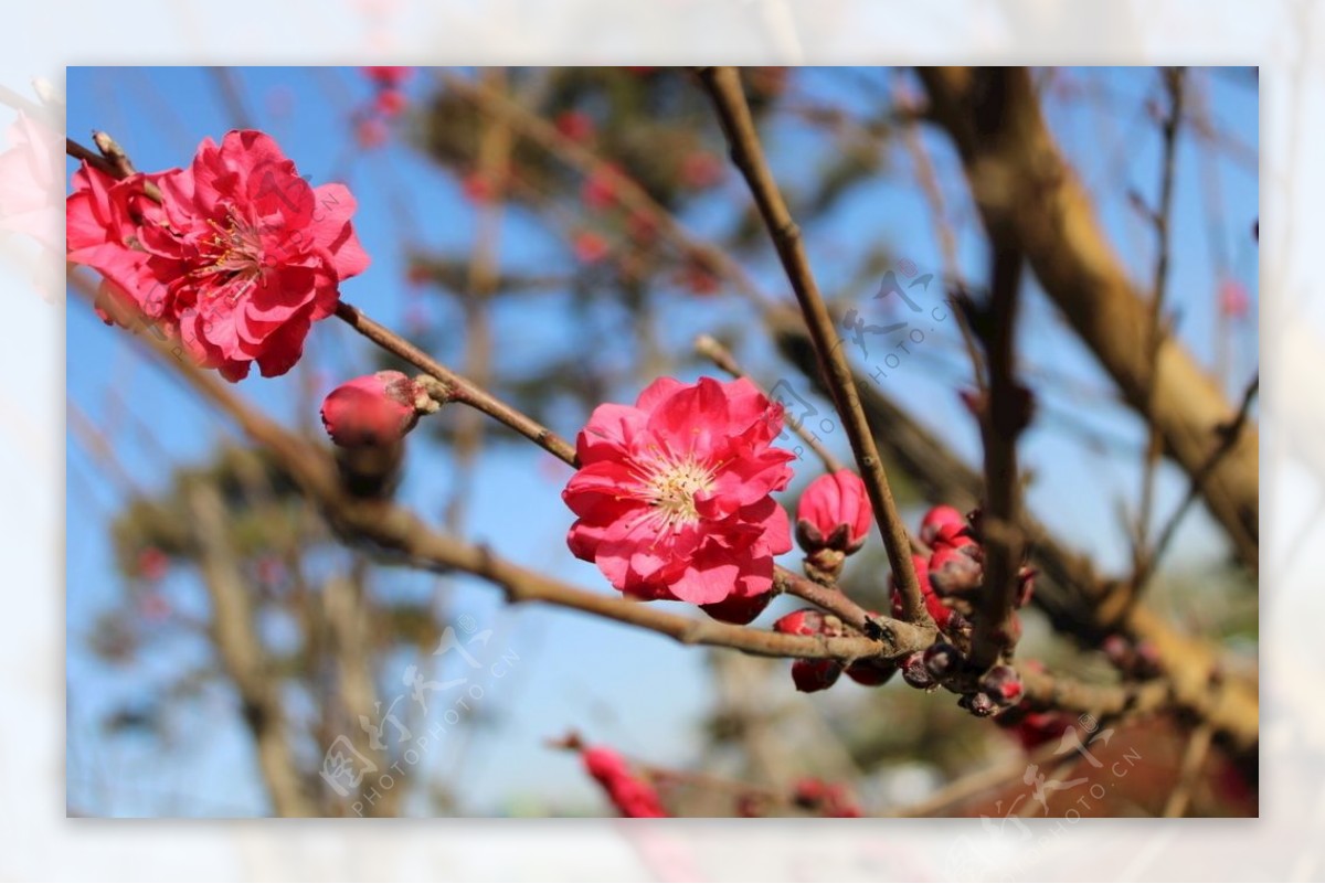 桃花梅花桃红风景