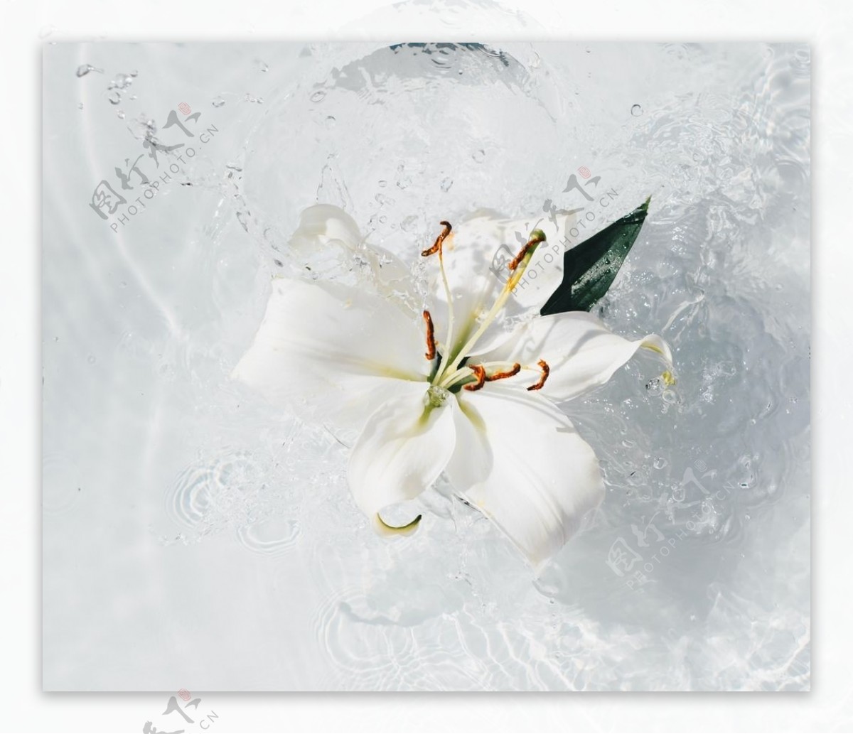 清水中的白花儿