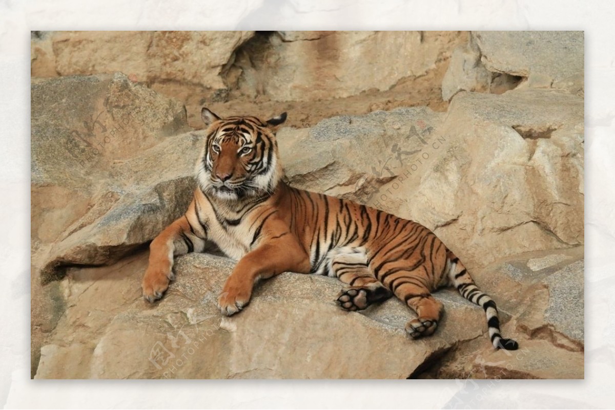 在岩石上的一只大老虎