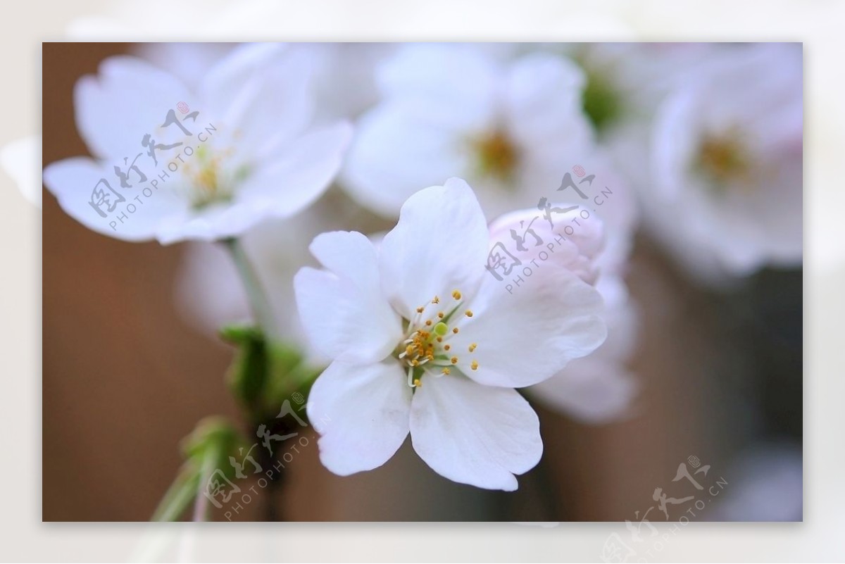 樱花花朵白粉色花卉植物