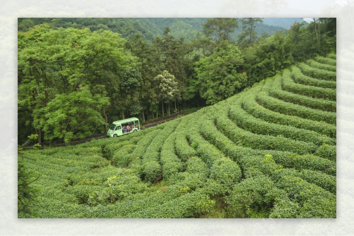 广西贺州姑婆山茶园