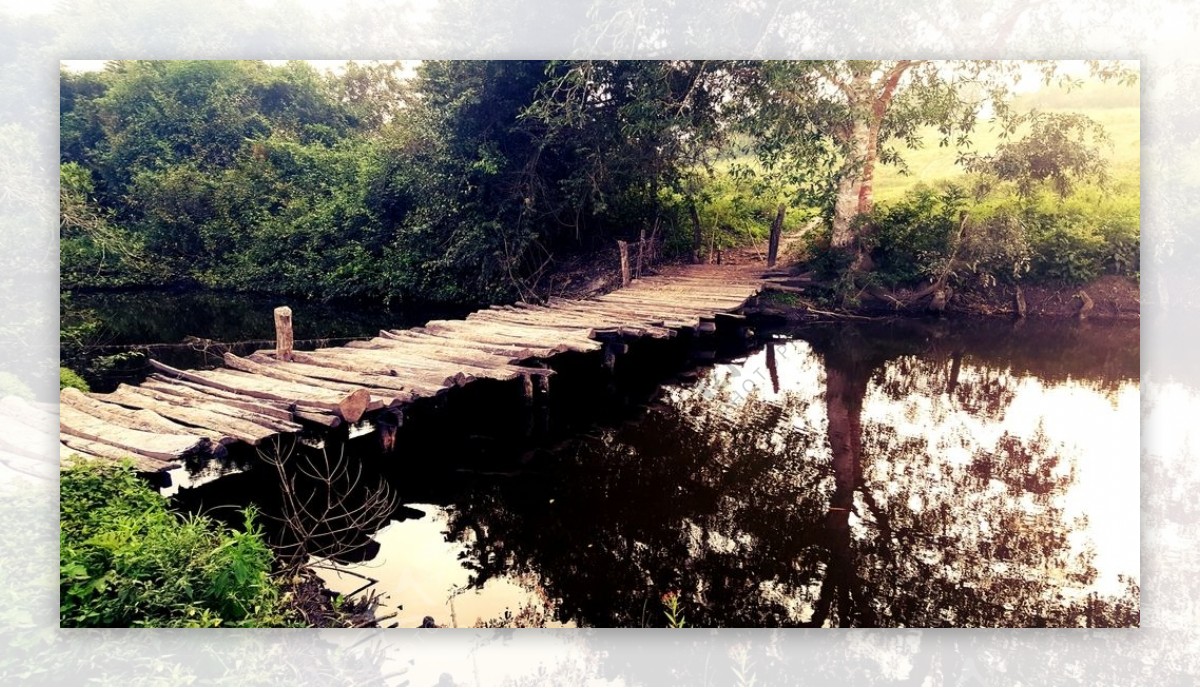 河水木桥草地树林风景