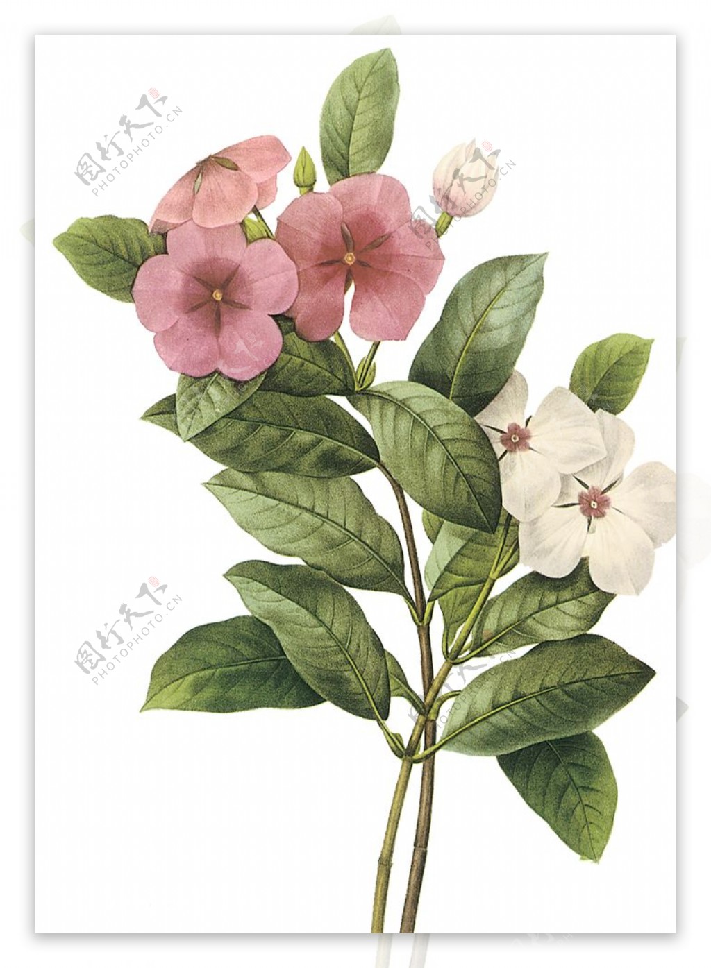 植物花卉油画装饰画