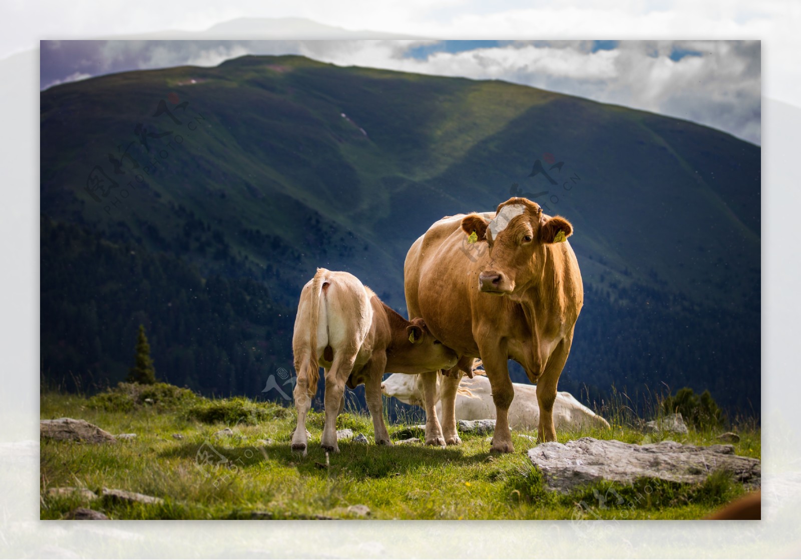 山间牧场上吃奶的牛犊