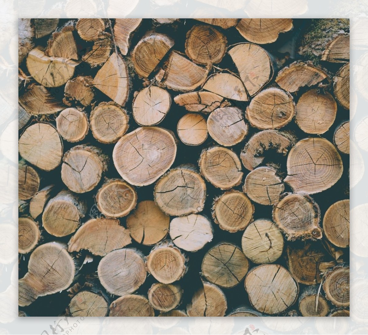 木材木头截面
