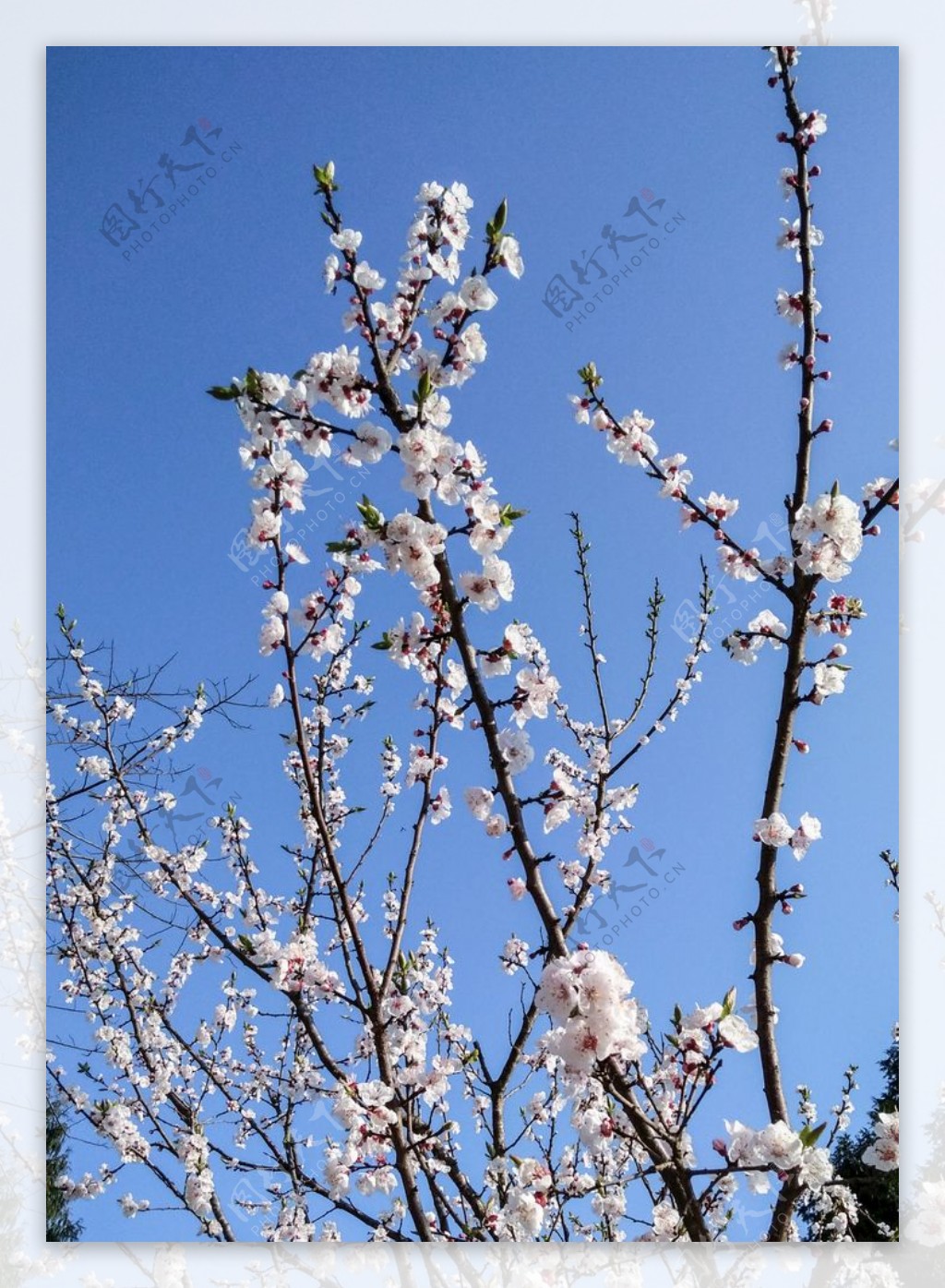 山桃花春天花卉春暖花开