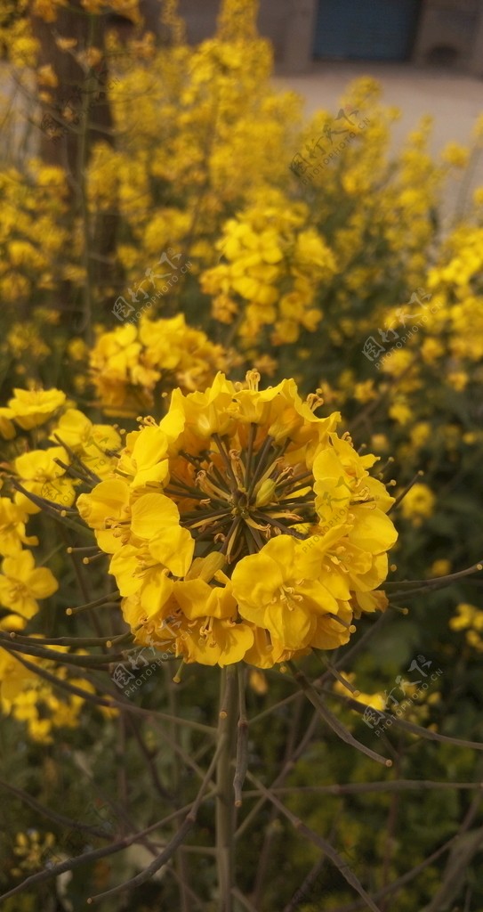 油菜花