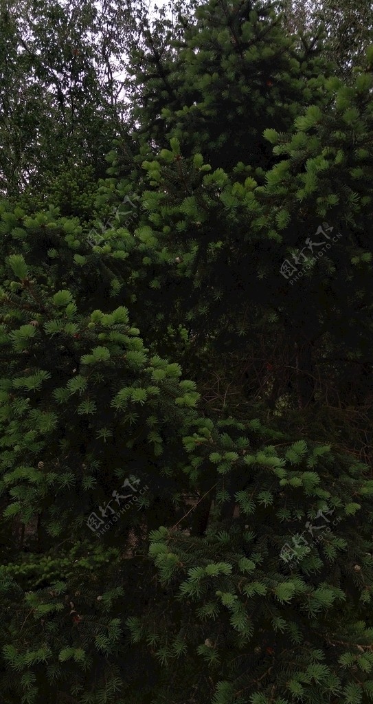 绿植壁纸背景