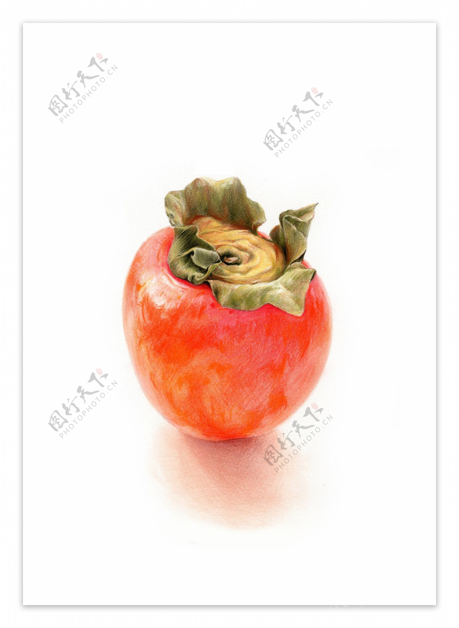 水果柿子绘画