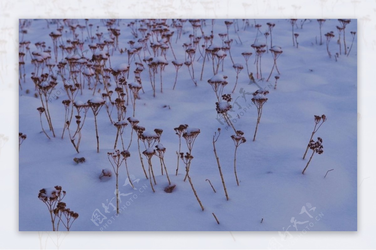 雪落草地