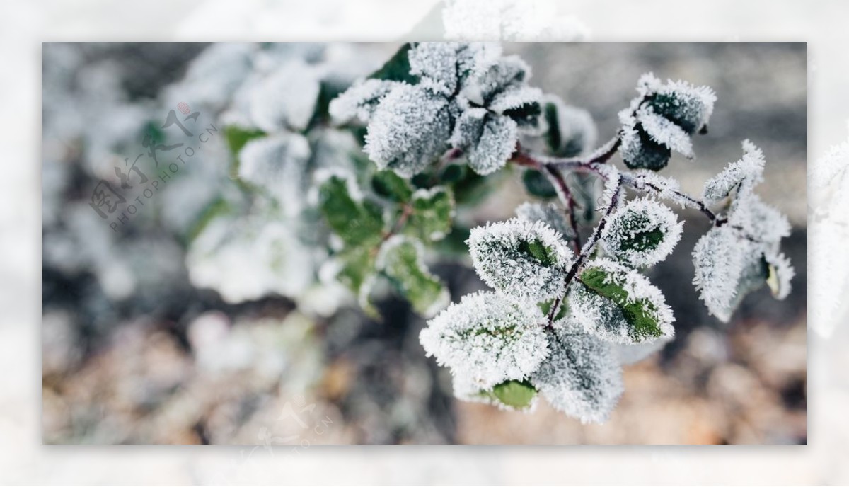 冰雪覆盖植物