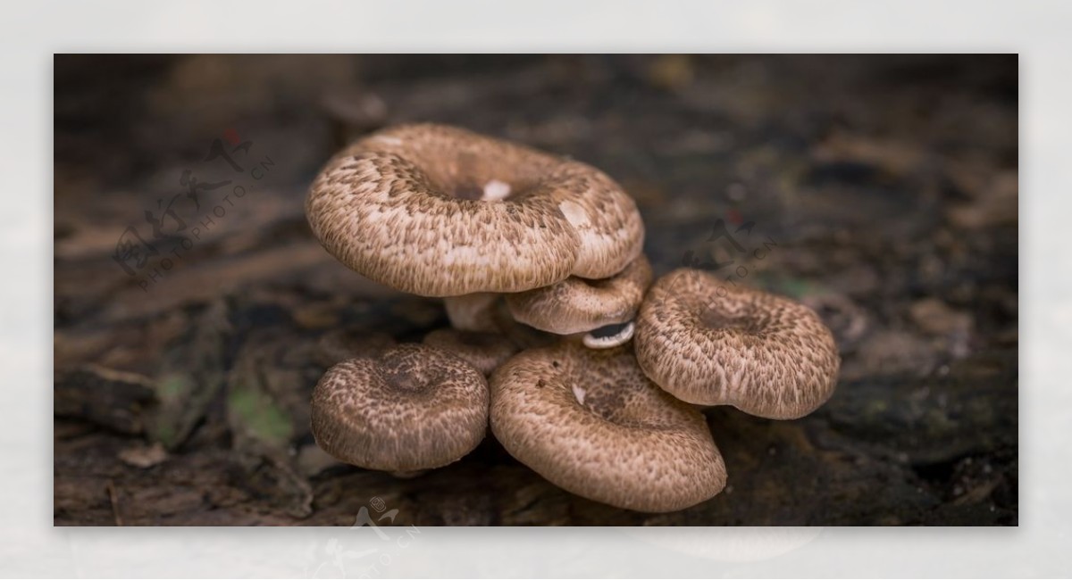 雨后蘑菇菌类