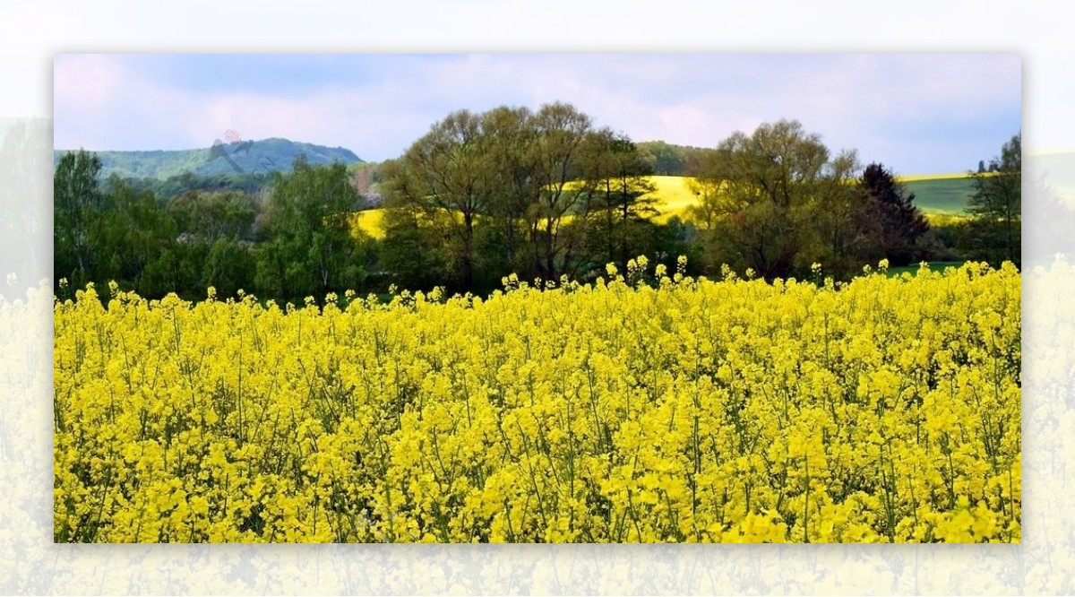 油菜花田