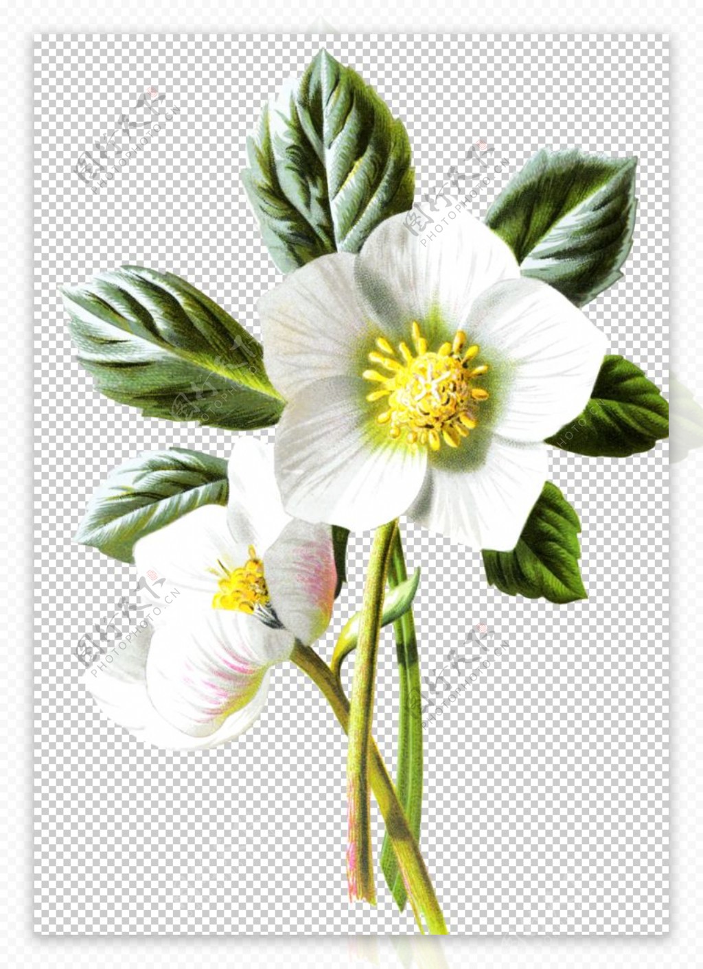 复古花朵植物图案