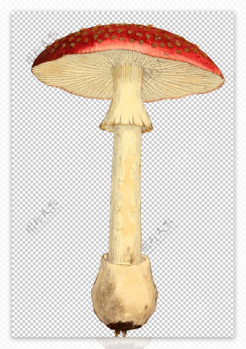 复古蘑菇植物图案