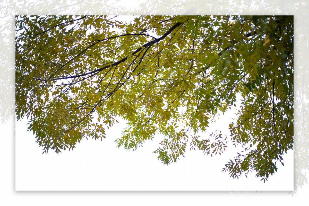 树叶枝头夏季背景远景海报素材