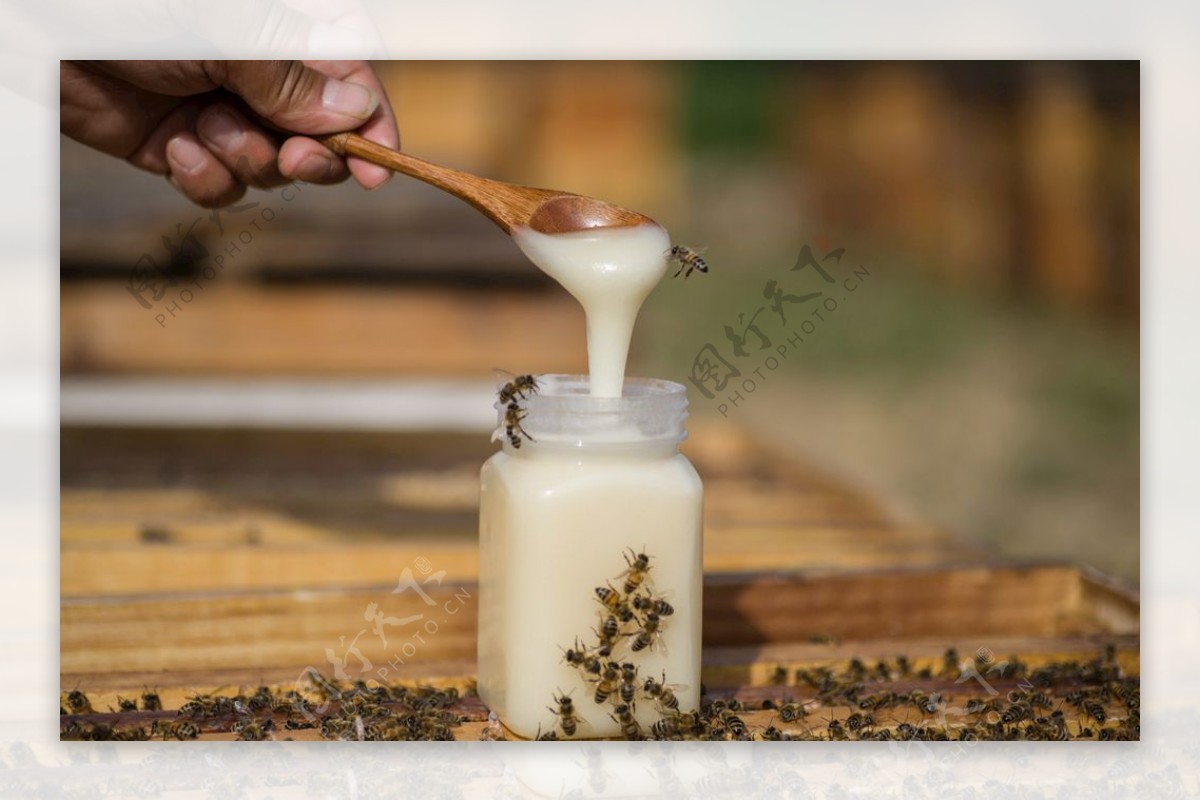 蜂蜜蜜蜂蜂蜜白蜜
