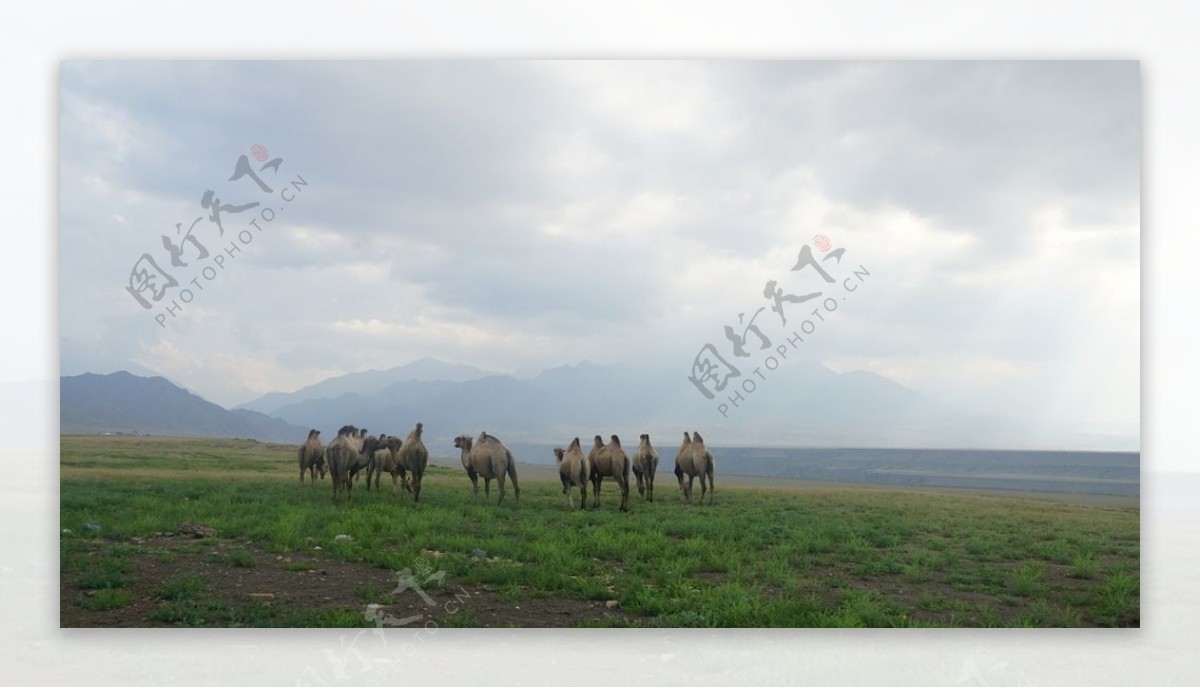 新疆独山子大峡谷的骆驼