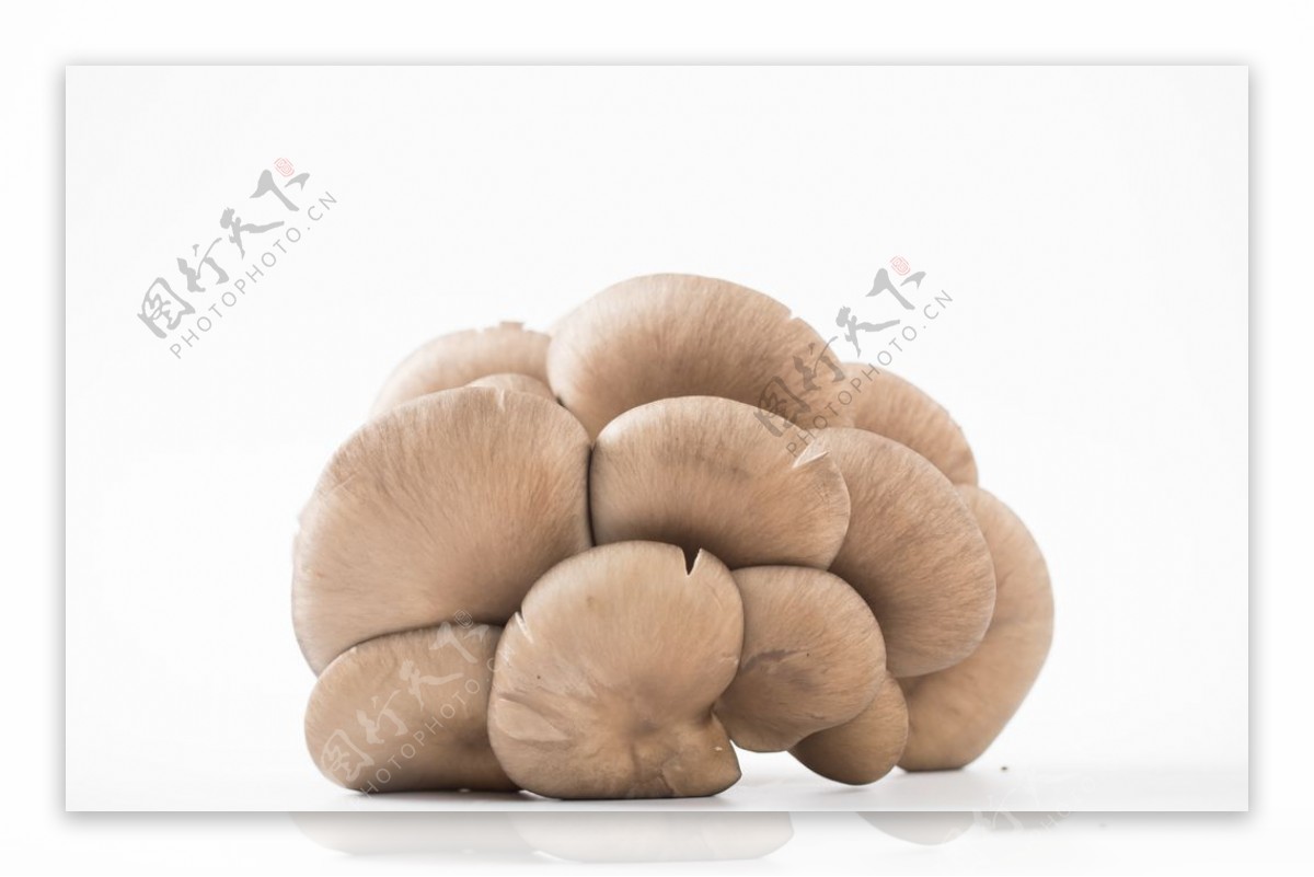 蘑菇 生长 真菌学 - Pixabay上的免费照片 - Pixabay