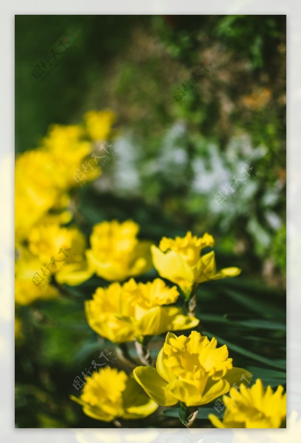 水仙花唯美