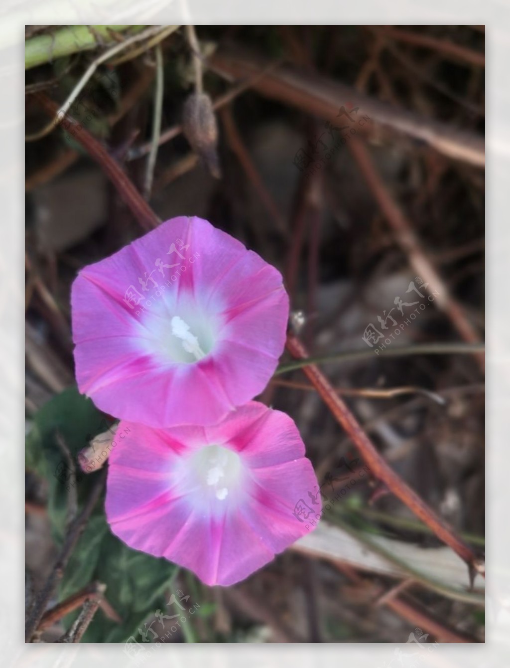 粉红色喇叭花牵牛花两棵