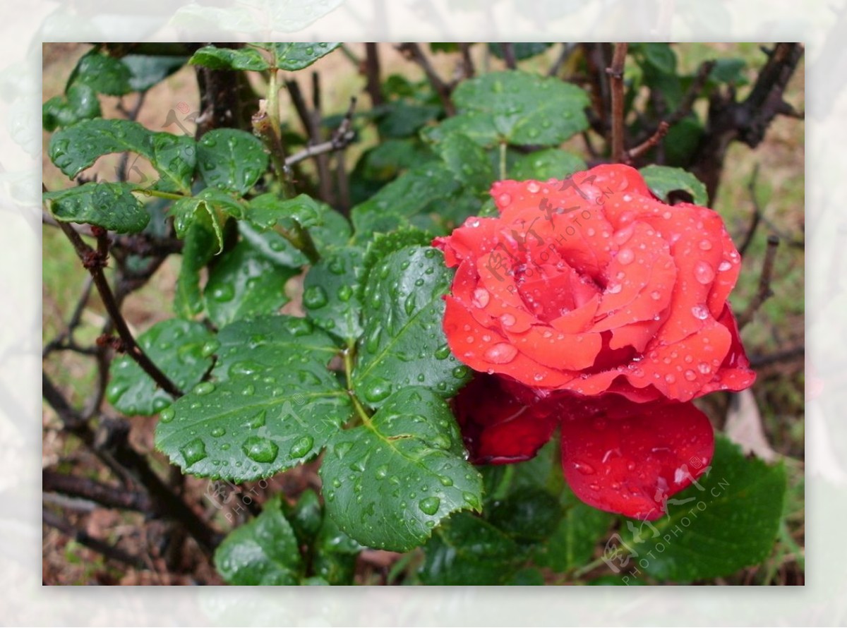 雨后蔷薇