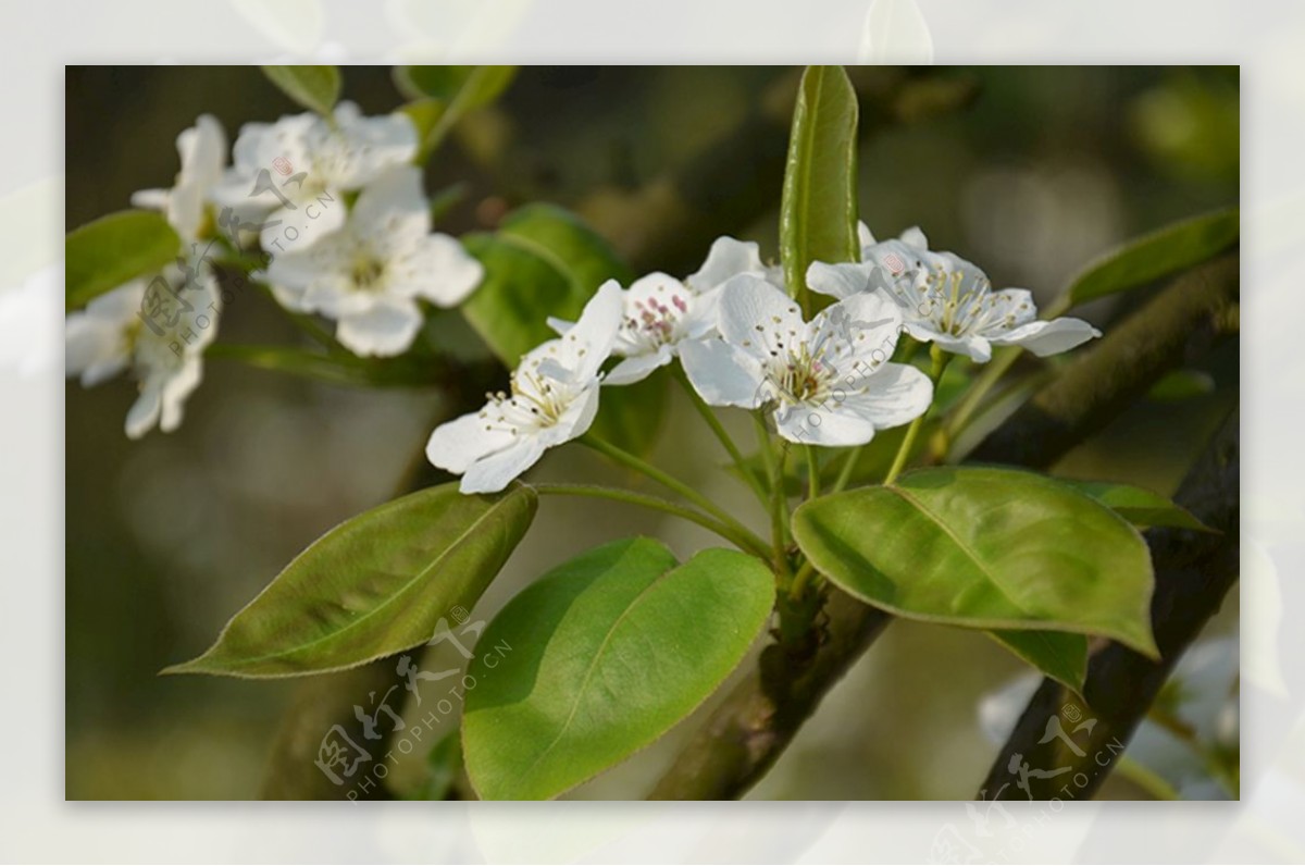 梨の花イラスト画像とPSDフリー素材透過の無料ダウンロード - Pngtree