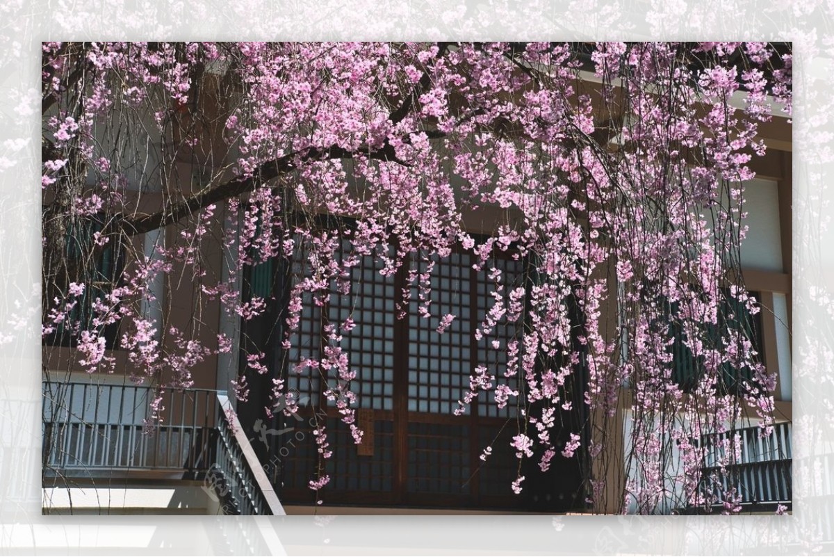 日本樱花木屋合成背景素材