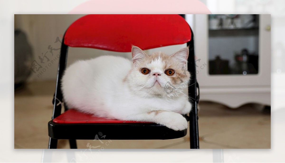 丑萌猫咪端坐椅子上