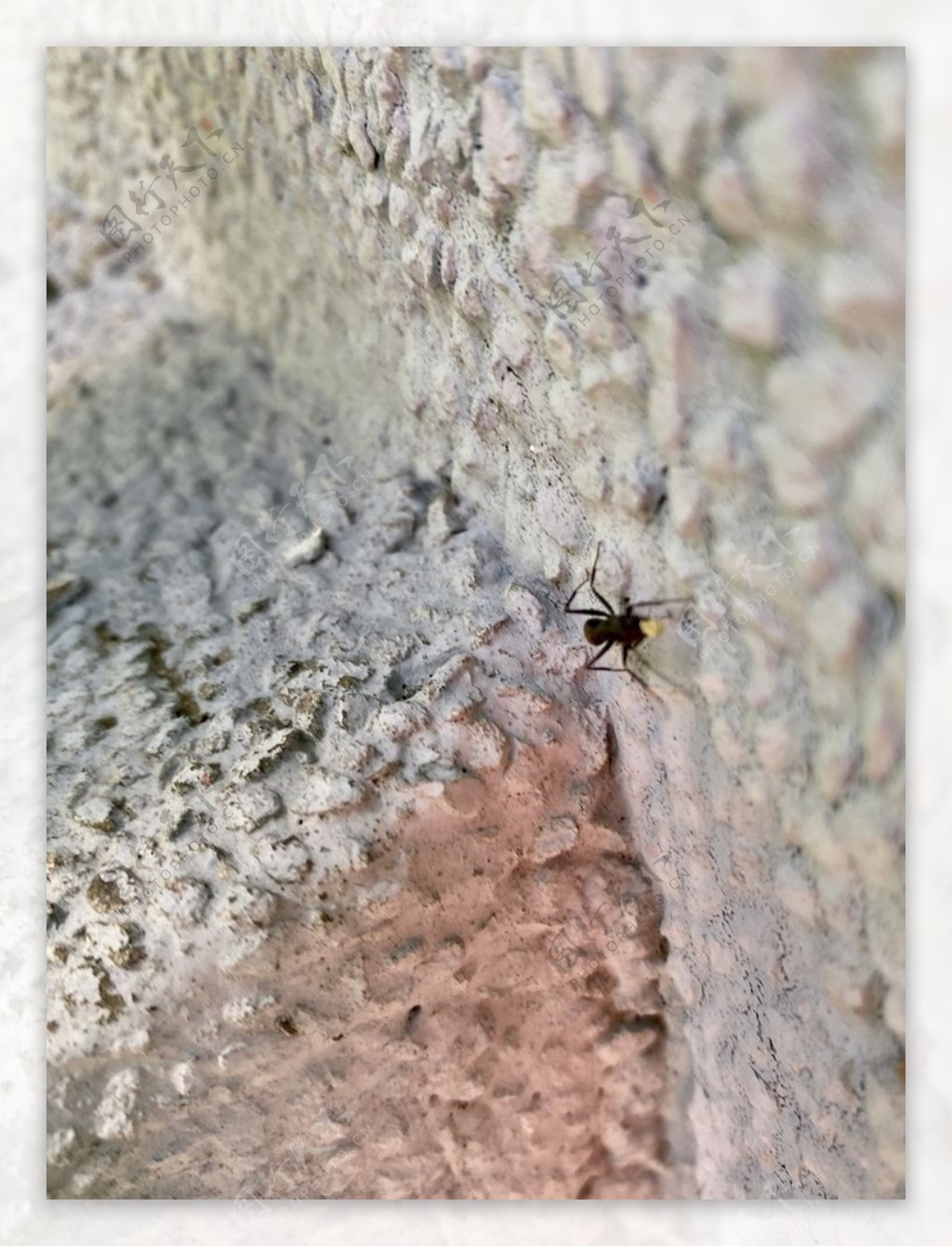 墙边蚂蚁