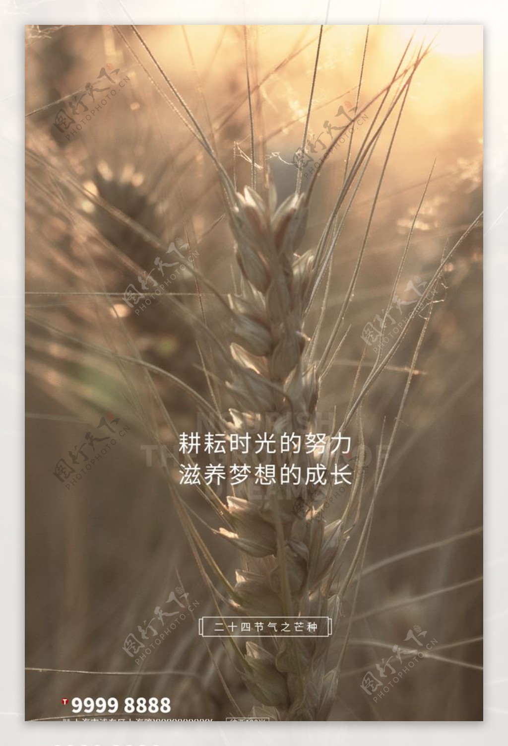 芒种小麦棕色写实海报
